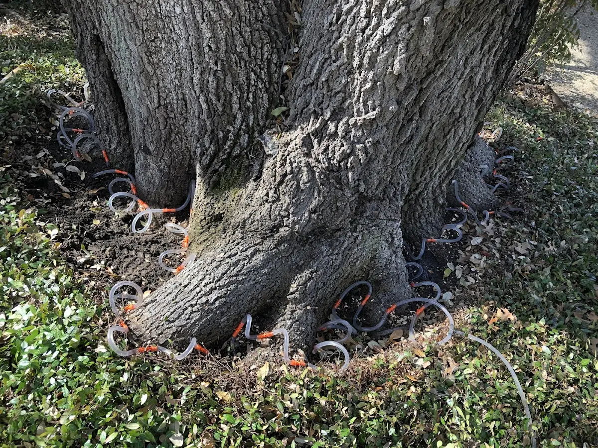 Detailed Tree Cabling and Bracing job site in Whitten