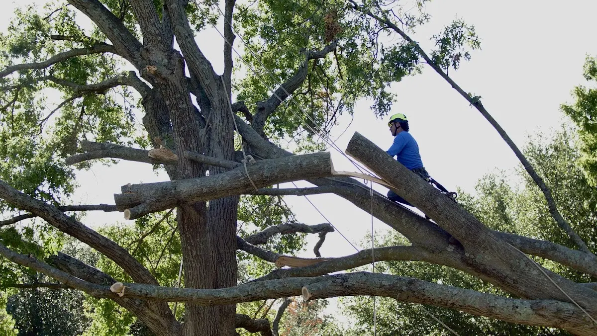 Professional Crown Thinning performed by certified arborists in Whitten