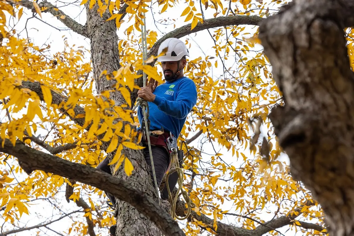 Skilled Tree Pruning crew working in Whitten